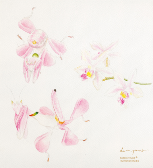 Spilla mantide orchidea